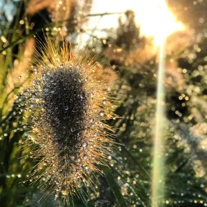 Pearls of Dew - Wearable Photo